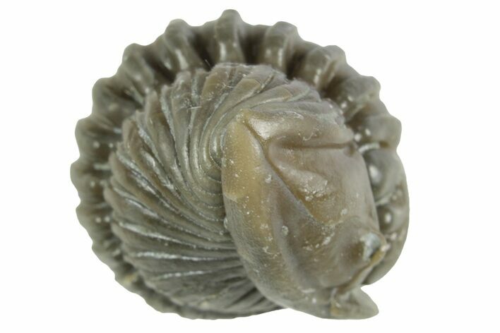 Wide Enrolled Flexicalymene Trilobite - Mt Orab, Ohio #380298